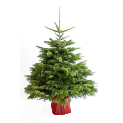 Sapin de Noël naturel en pot Nordmann 125 - 150 cm