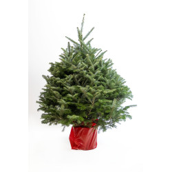 Sapin de Noël naturel en pot Fraseri 150 - 175 cm
