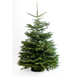 Sapin de Noël naturel coupé Nordmann 150 - 175 cm