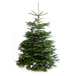 Sapin de Noël naturel coupé Nordmann 150 - 175 cm