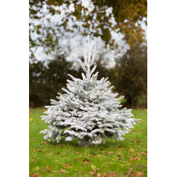 Sapin de Noël naturel coupé Nordmann enneigé 60 - 80 cm