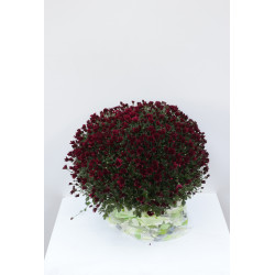 Chrysanthème pomponette en pot Ø 19 cm