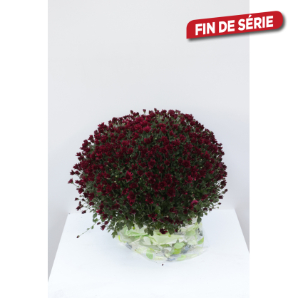 Chrysanthème pomponette en pot Ø 19 cm