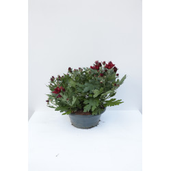 Chrysanthème multiflora en pot Ø 23 cm