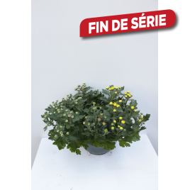 Chrysanthème multiflora en pot Ø 27 cm
