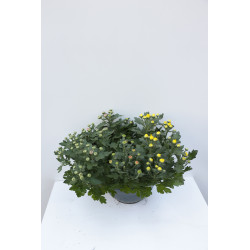 Chrysanthème multiflora en pot Ø 27 cm