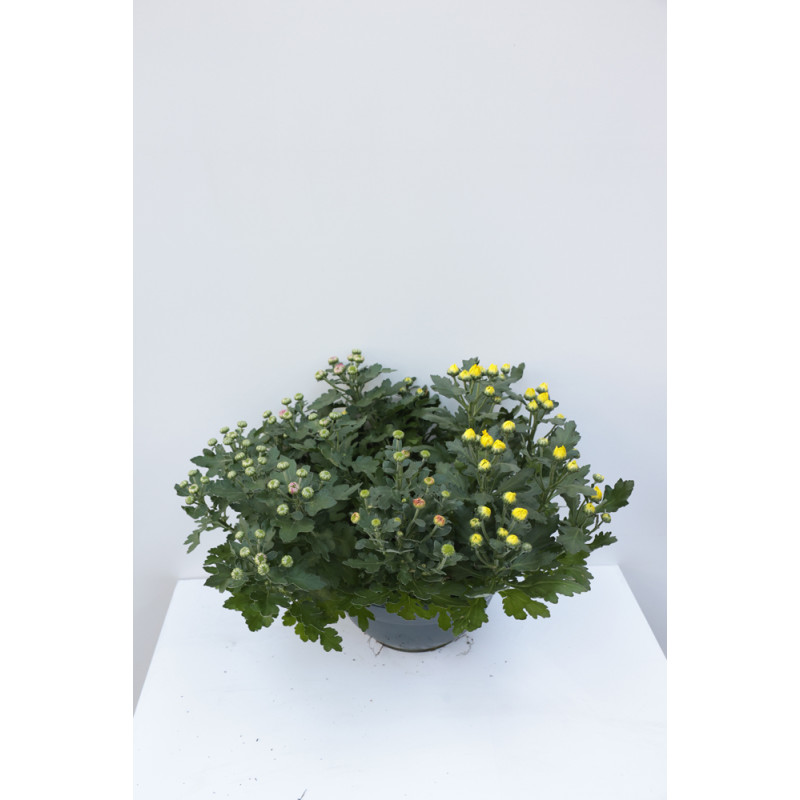 Chrysanthème multiflora en pot Ø 27 cm