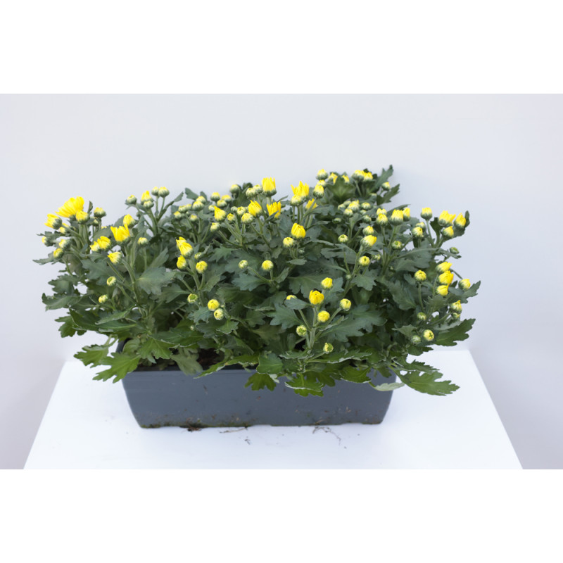 Chrysanthème multiflora en jardinière 40 cm