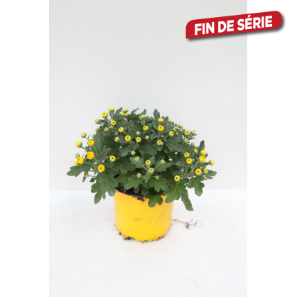Chrysanthème pomponette en pot Ø 13 cm