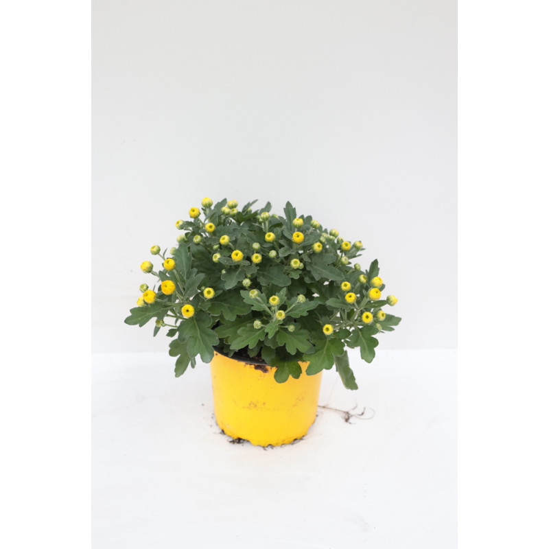 Chrysanthème pomponette en pot Ø 13 cm