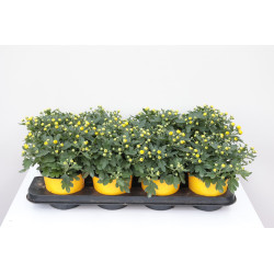 Chrysanthème pomponette en pot Ø 13 cm Chrysanthème pomponette en pot Ø 13 cm