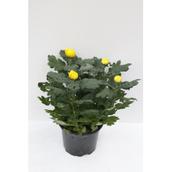 Chrysanthème en pot Ø 17 cm