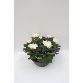 Chrysanthème en pot Ø 23 cm
