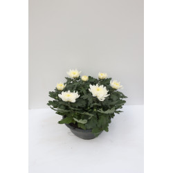 Chrysanthème en pot Ø 23 cm