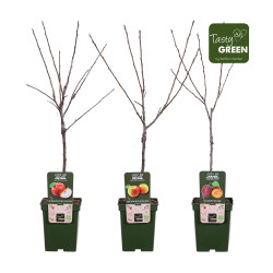 Arbre fruitier basse tige Bio en pot Ø 23 cm