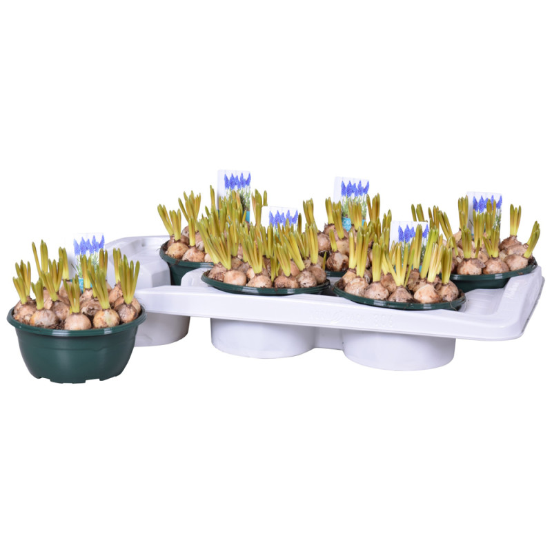 Muscari d'Arménie en pot