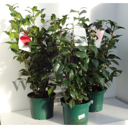 Camélia du Japon en pot