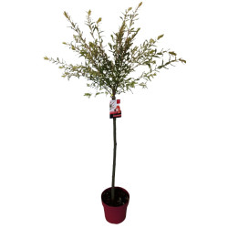 Arbre Salix Flamingo en pot 80 cm