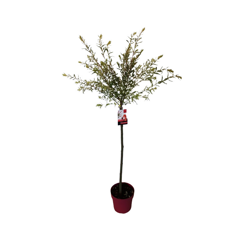 Arbre Salix Flamingo en pot 80 cm