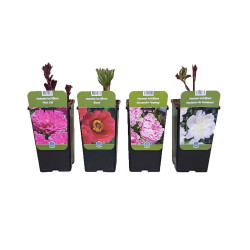 Pivoine de Chine en pot Ø 17 cm