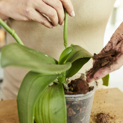 Terreau Orchidées Sana 5L COMPO – Soin Optimal | COMPO