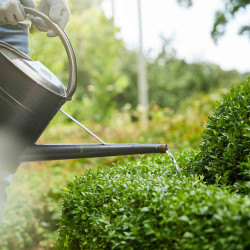 Engrais Buis & Ilex COMPO 2kg – Nourrit vos plantes | COMPO