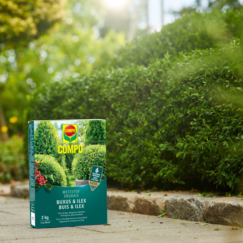 Engrais Buis & Ilex COMPO 2kg – Nourrit vos plantes | COMPO