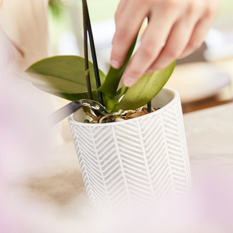 Engrais liquide pour orchidée COMPO