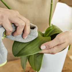 Spray orchidée 250ml COMPO – Nutrition & Soin | COMPO