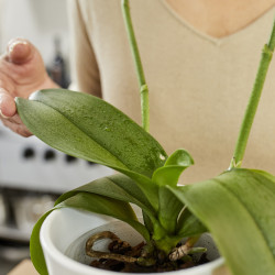 Spray orchidée 250ml COMPO – Nutrition & Soin | COMPO