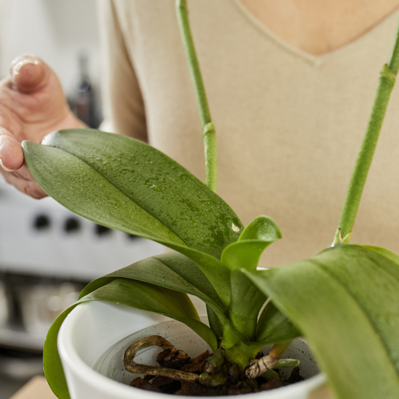 Spray orchidée 250ml COMPO – Nutrition & Soin | COMPO