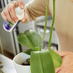 Spray orchidée 250ml COMPO – Nutrition & Soin | COMPO