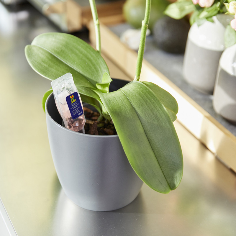 Revitalisant Orchidées COMPO – Soin & Vitalité | COMPO
 Revitalisant Orchidées COMPO – Soin & Vitalité | COMPO
