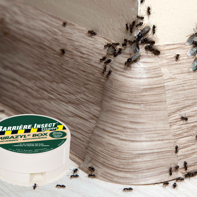 Boîte d'appât pour fourmis Mirazyl – Élimine les fourmis | COMPO
