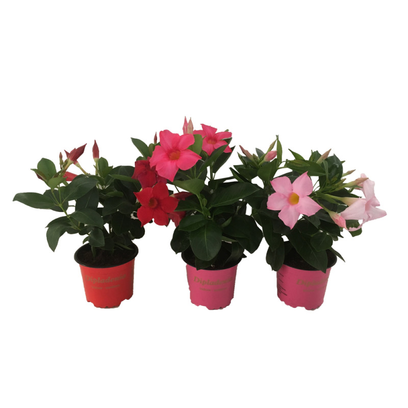 Dipladenia en pot