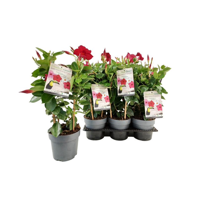 Dipladenia Sundaville en pot