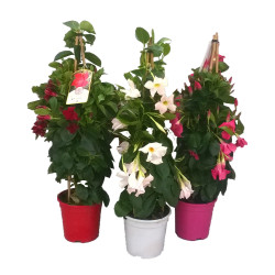 Dipladenia Sundaville pyramide en pot