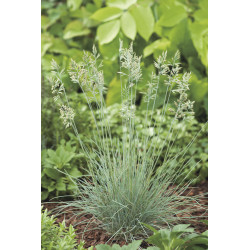 Graminée mix persistant en pot Ø 19 cm Graminée mix persistant en pot Ø 19 cm