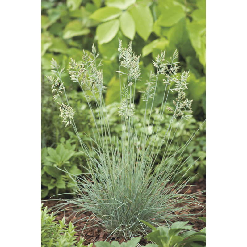 Graminée mix persistant en pot Ø 19 cm Graminée mix persistant en pot Ø 19 cm