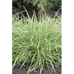 Graminée mix persistant en pot Ø 19 cm Graminée mix persistant en pot Ø 19 cm