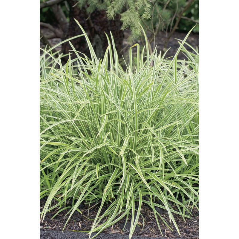 Graminée mix persistant en pot Ø 19 cm Graminée mix persistant en pot Ø 19 cm