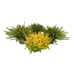 Bruyère d'hiver en pot Ø 10,5 cm