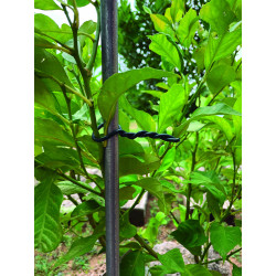 Lien mousse Ø 6 mm x 5 m NORTENE – Support Idéal | NORTENE