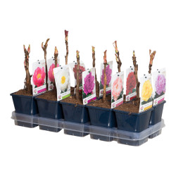 Pivoine de Chine en pot Ø 11 cm - Plante d'exception