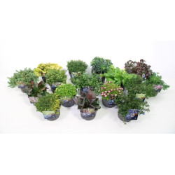Plante vivace en pot Ø 17 cm - Achetez en ligne