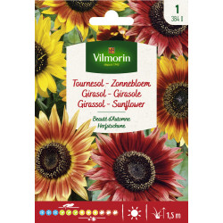 Semences de tournesol Beauté d'Automne VILMORIN