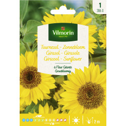 Semences de tournesol à Fleur Géante VILMORIN