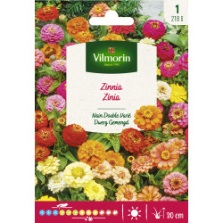 Semences de zinnia Nain Double varié VILMORIN