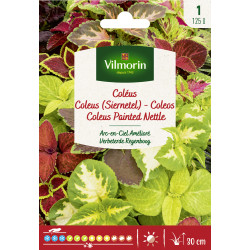 Semences de coléus Arc-en-Ciel Amélioré VILMORIN