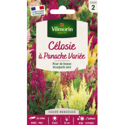 Semences de célosie à Panache variée VILMORIN